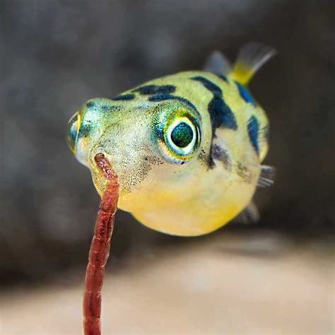 pea puffer fish|Dwarf Puffer Fish Care .